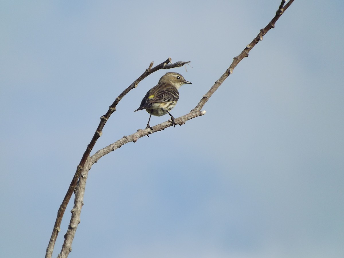 Yellow-rumped Warbler - ML98373091