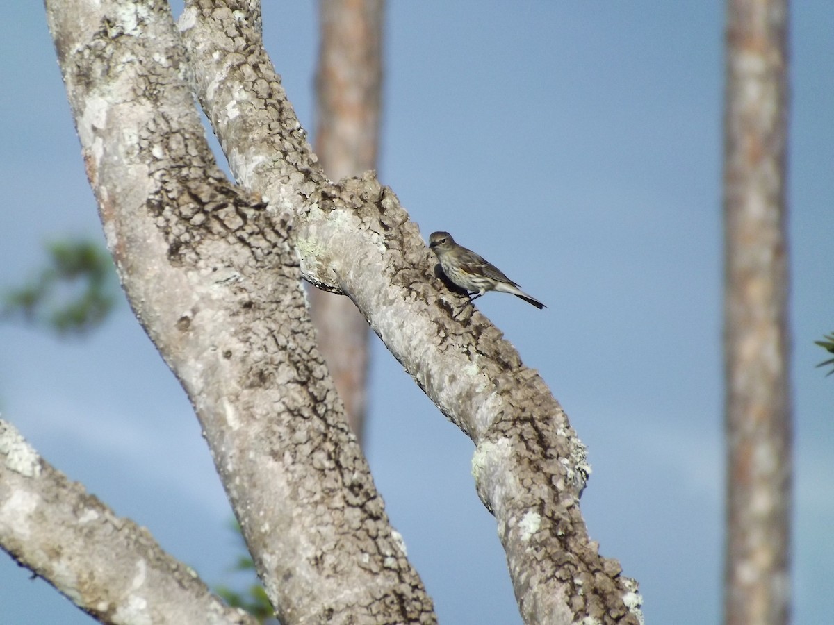 Yellow-rumped Warbler - ML98373131