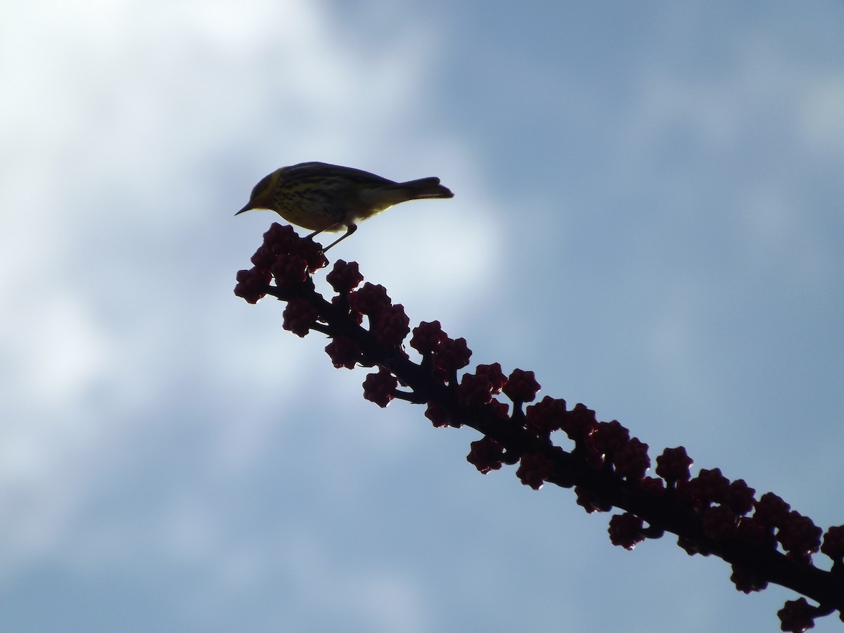 Cape May Warbler - ML98373611