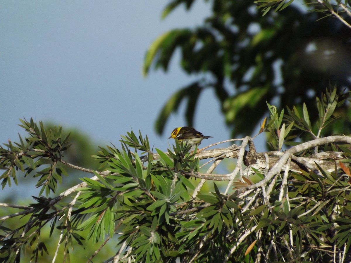 Cape May Warbler - ML98373721