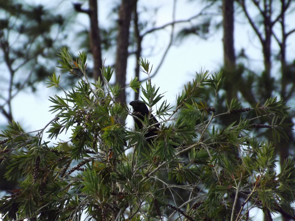 Smooth-billed Ani - ML98374341