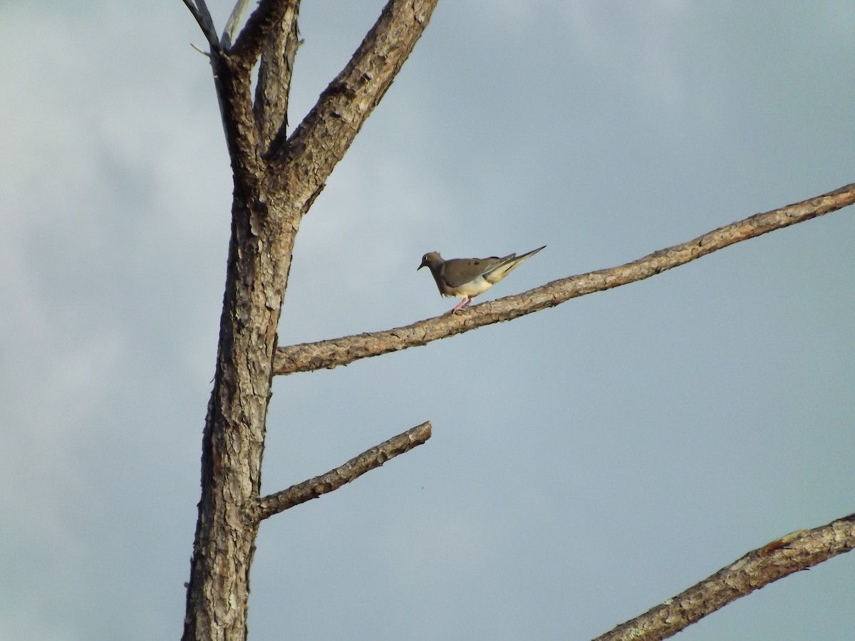 Mourning Dove - ML98374621