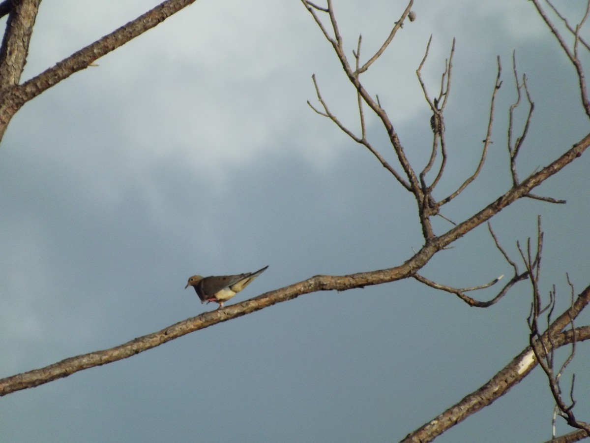 Mourning Dove - ML98374651