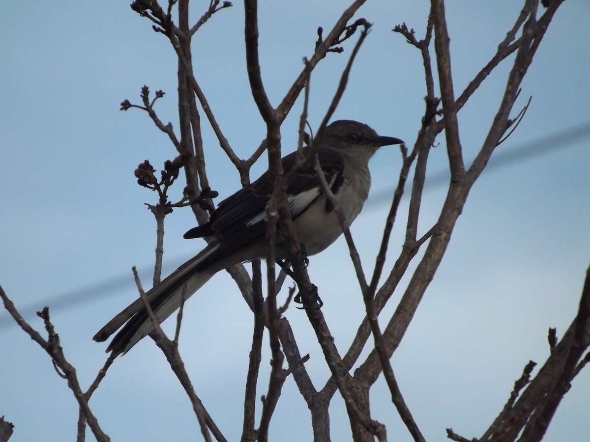 Northern Mockingbird - ML98375171