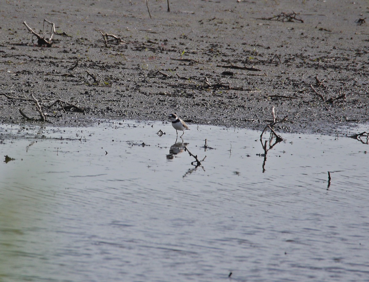 Semipalmated Plover - ML98379481