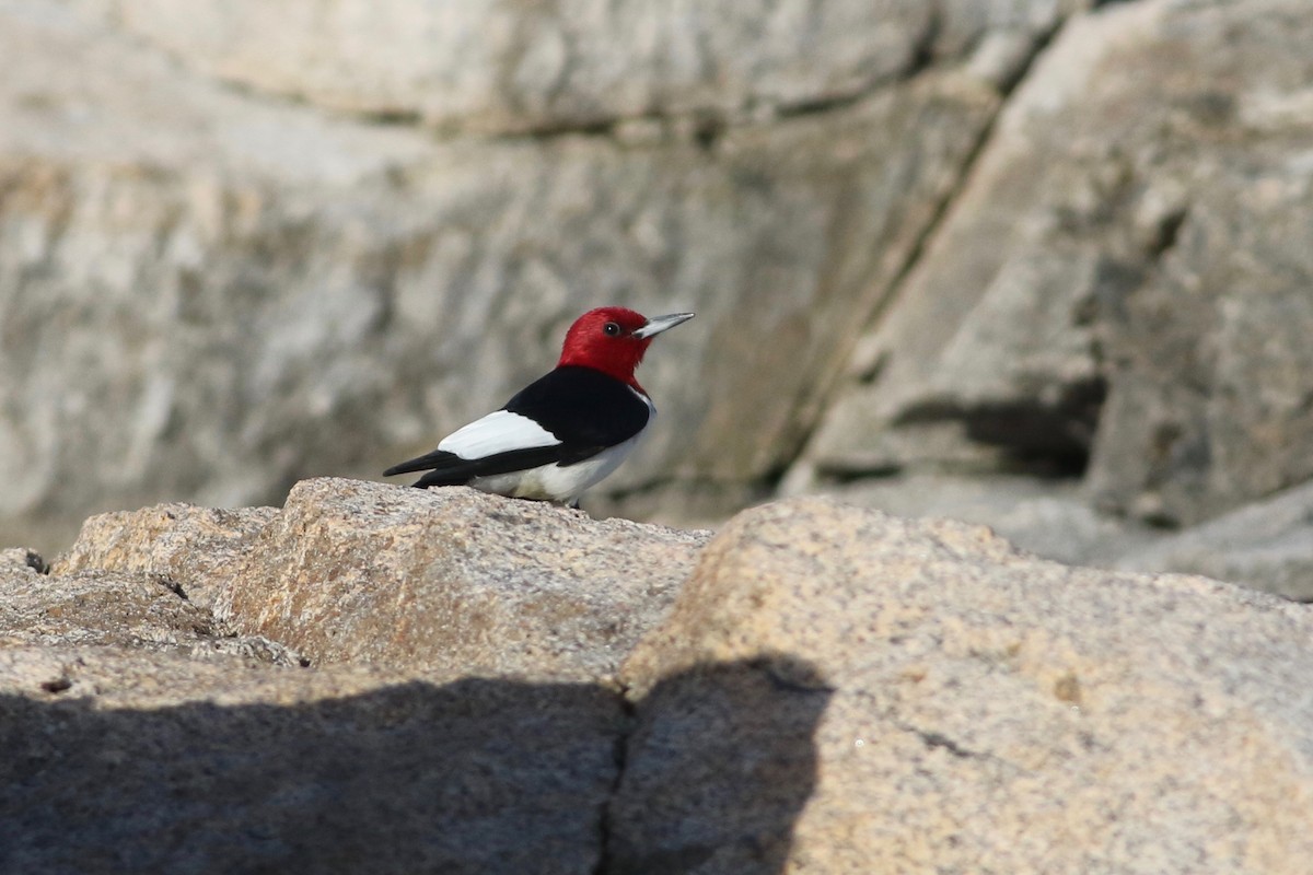 Red-headed Woodpecker - Keenan Yakola