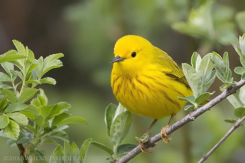 Yellow Warbler - Bob Pelkey