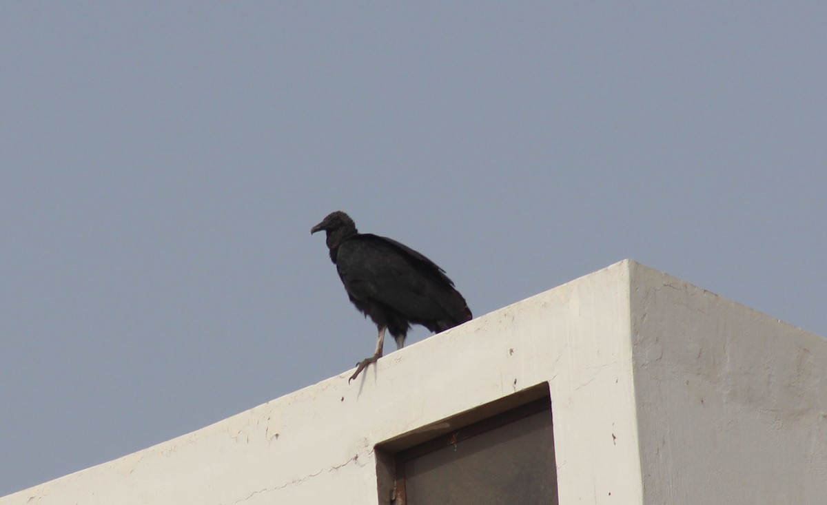 Black Vulture - ML98385581
