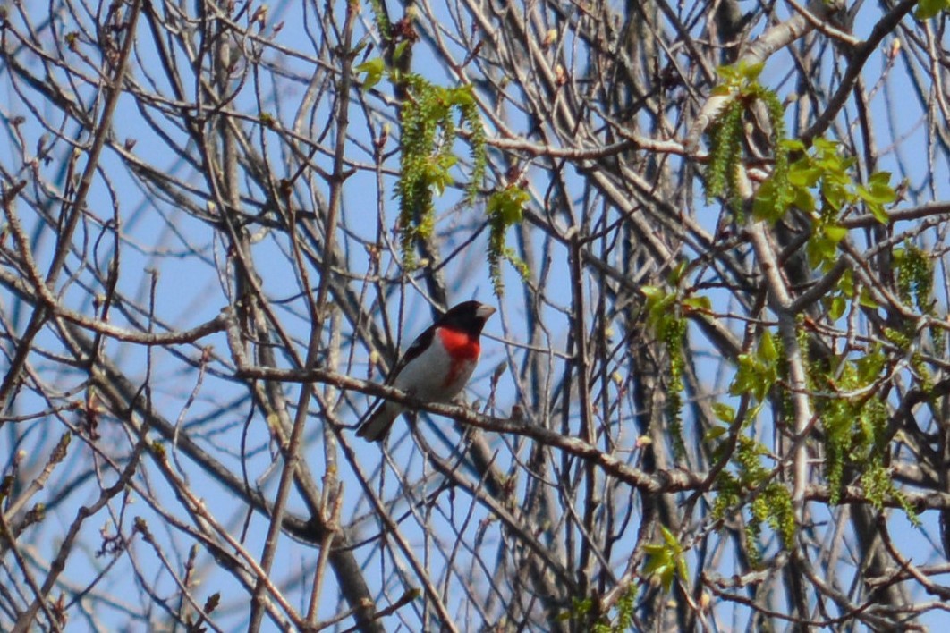 Rose-breasted Grosbeak - ML98385851