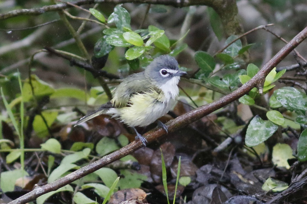 Blue-headed Vireo - ML98386251