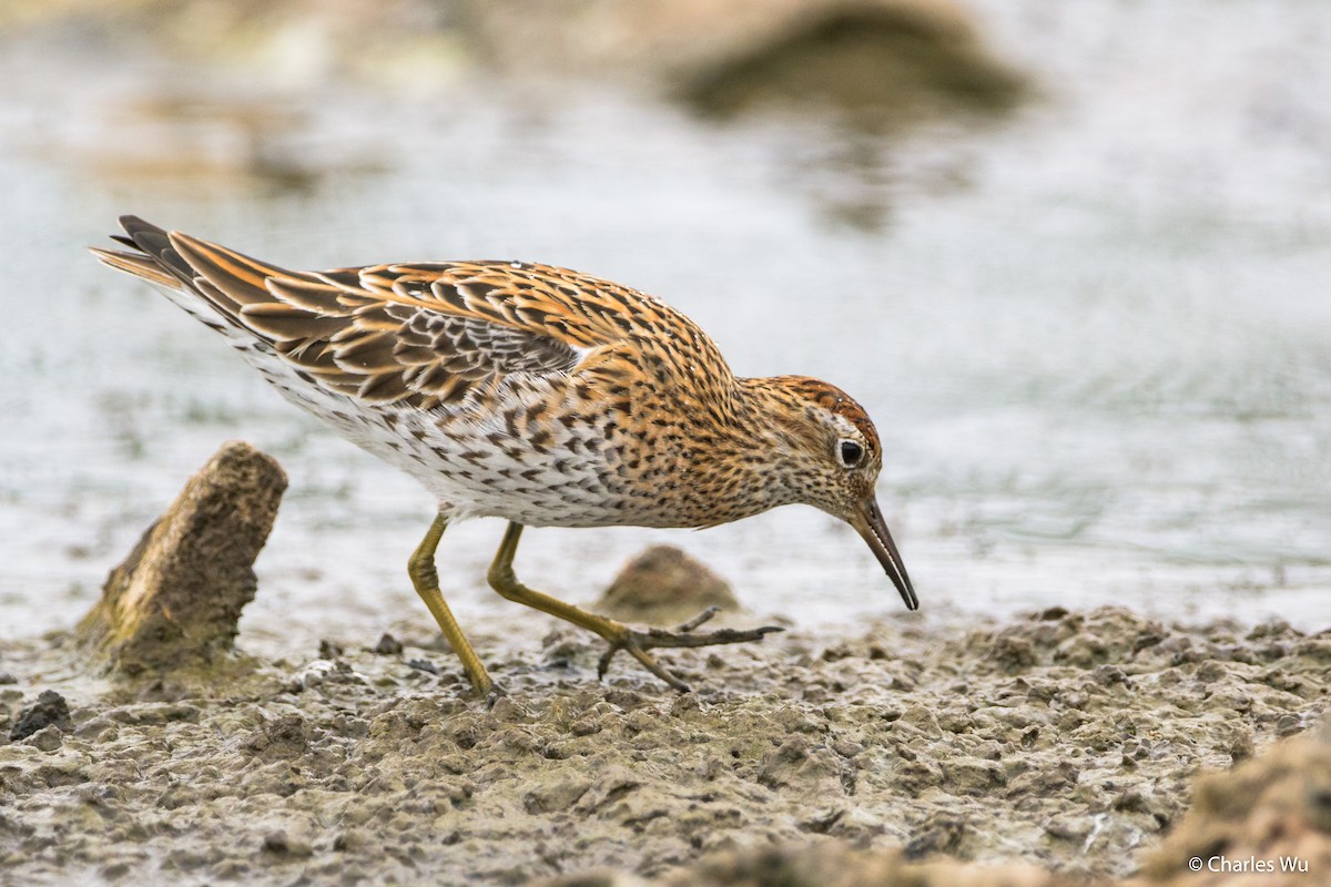 Sharp-tailed Sandpiper - Charles Wu