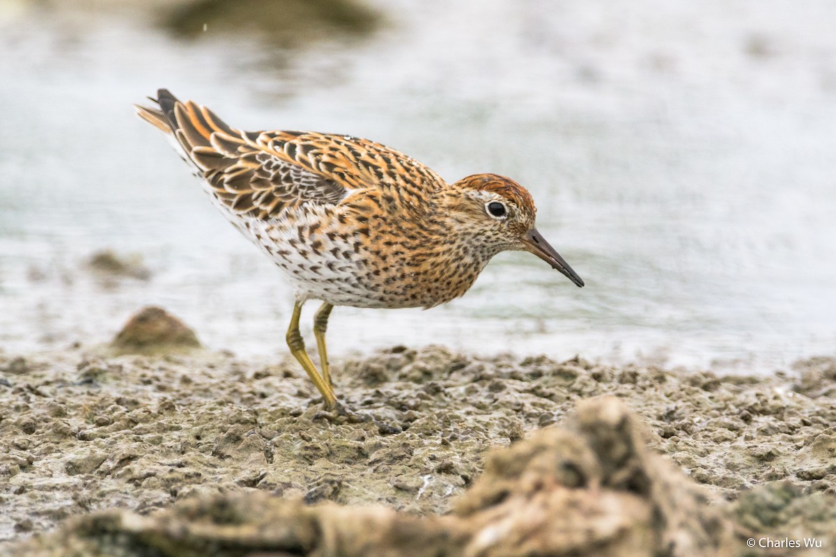 Sharp-tailed Sandpiper - Charles Wu