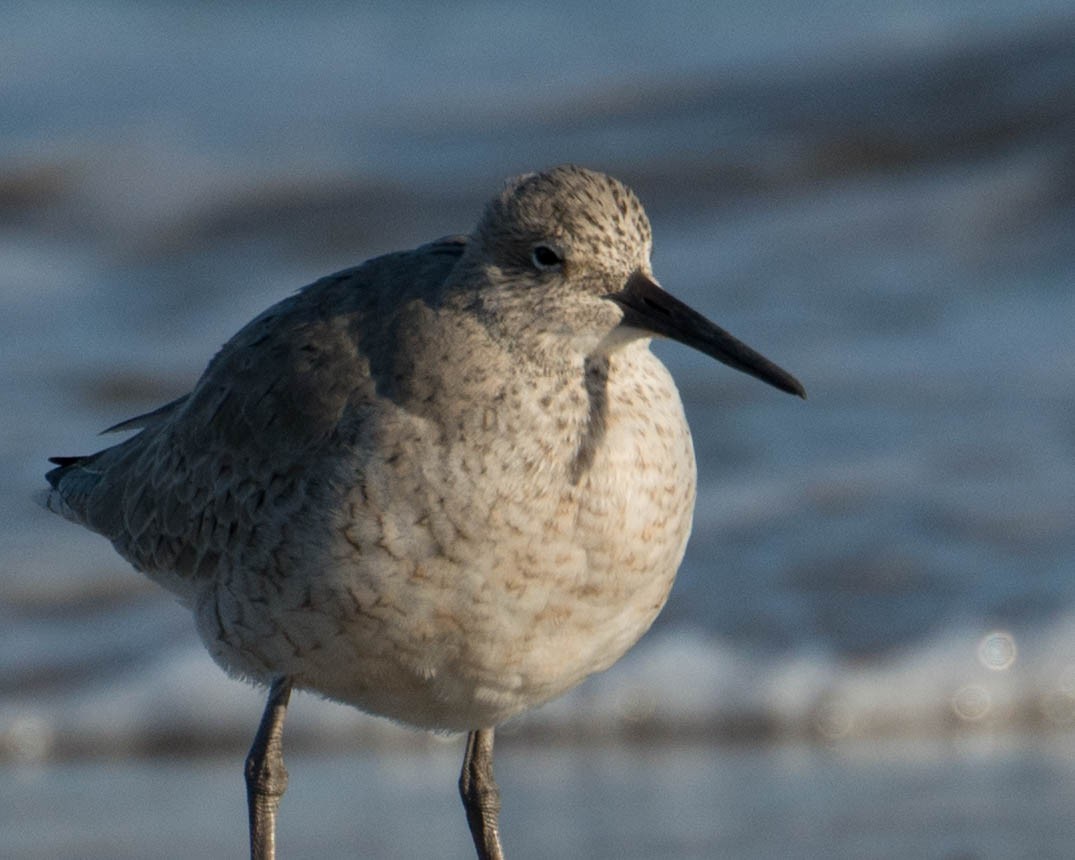 Willet - ML98387341