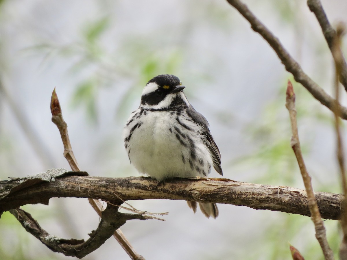 Black-throated Gray Warbler - Billi Krochuk