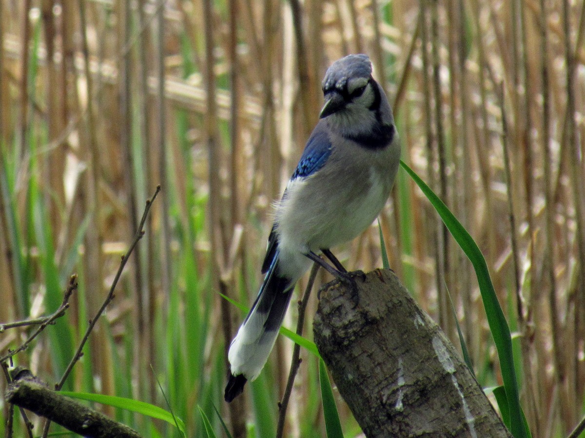 Blue Jay - ML98389891