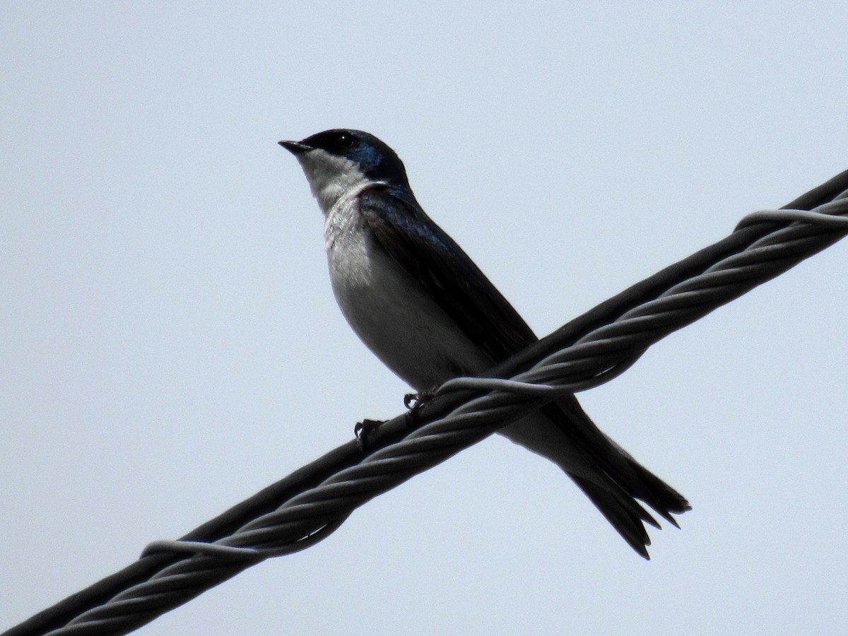Tree Swallow - ML98390051