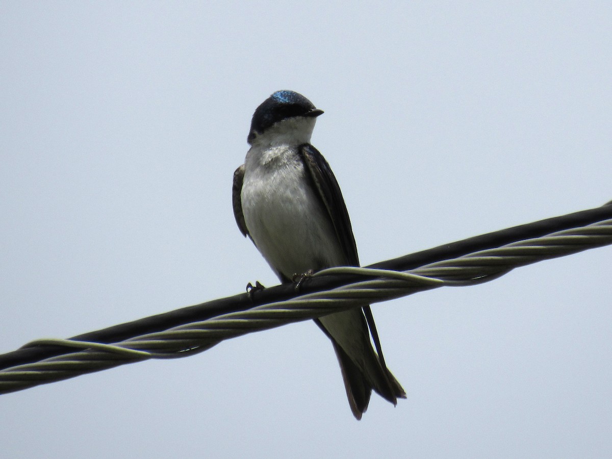 Tree Swallow - ML98390121