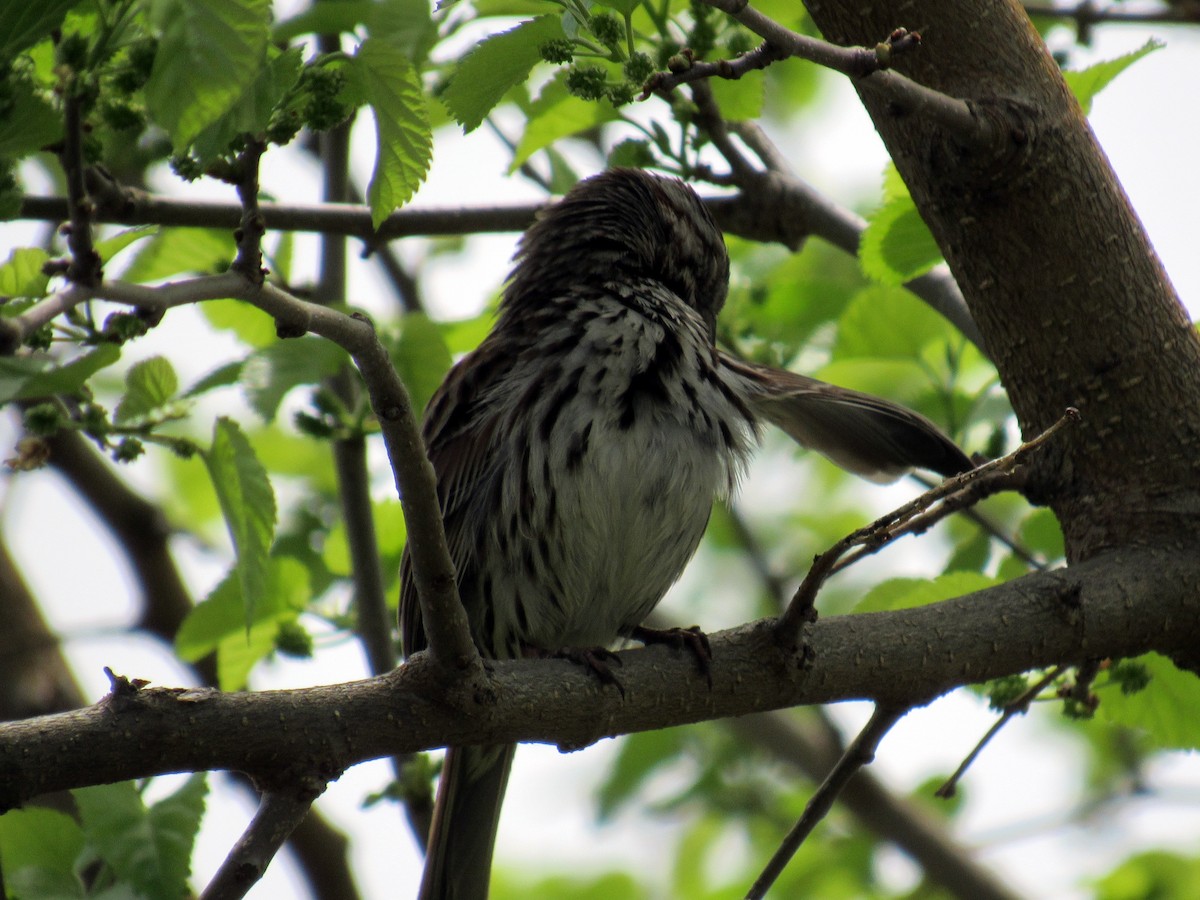Song Sparrow - Mike Brady