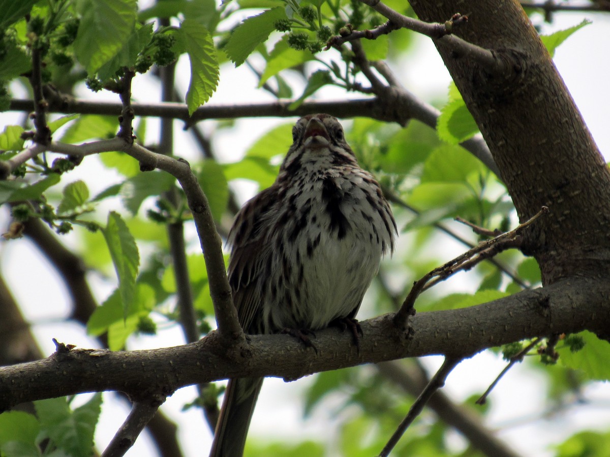 Song Sparrow - ML98390461