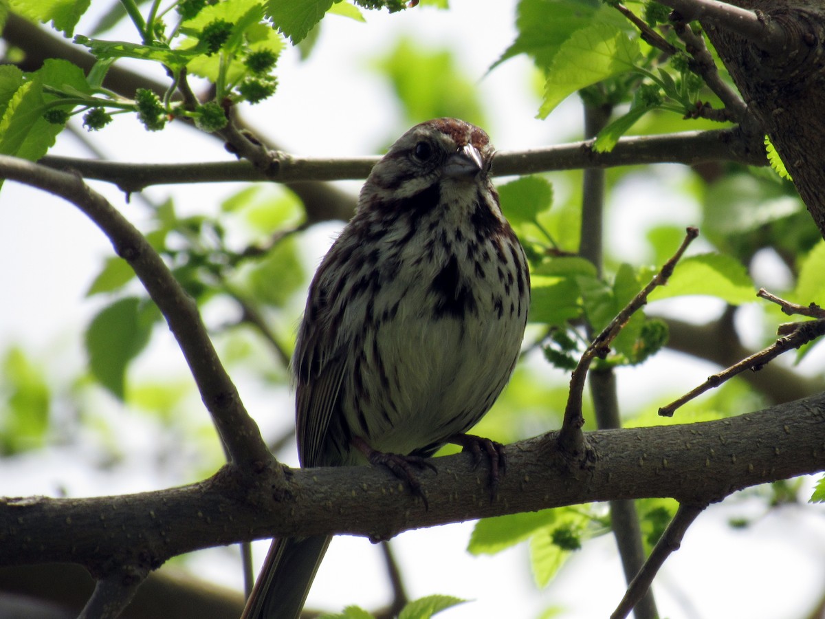 Song Sparrow - ML98390471