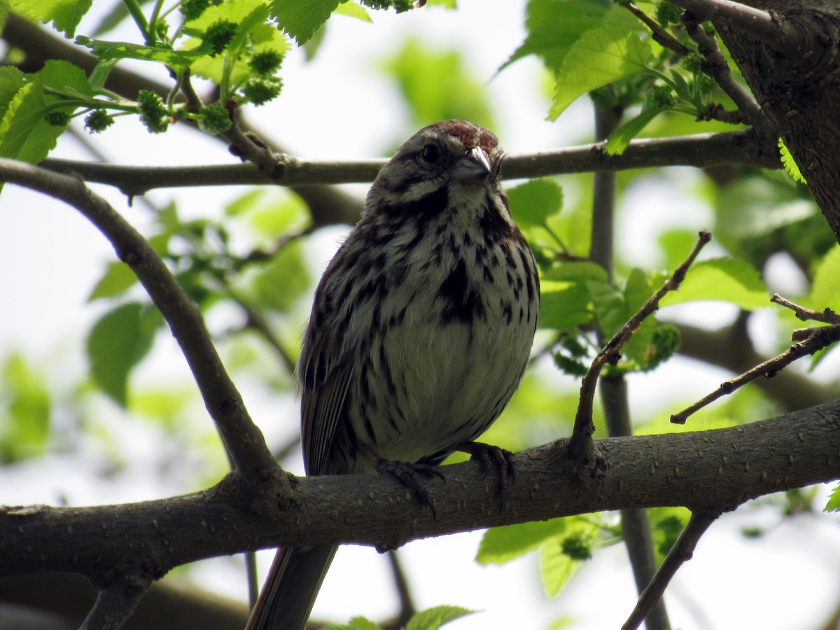 Song Sparrow - Mike Brady