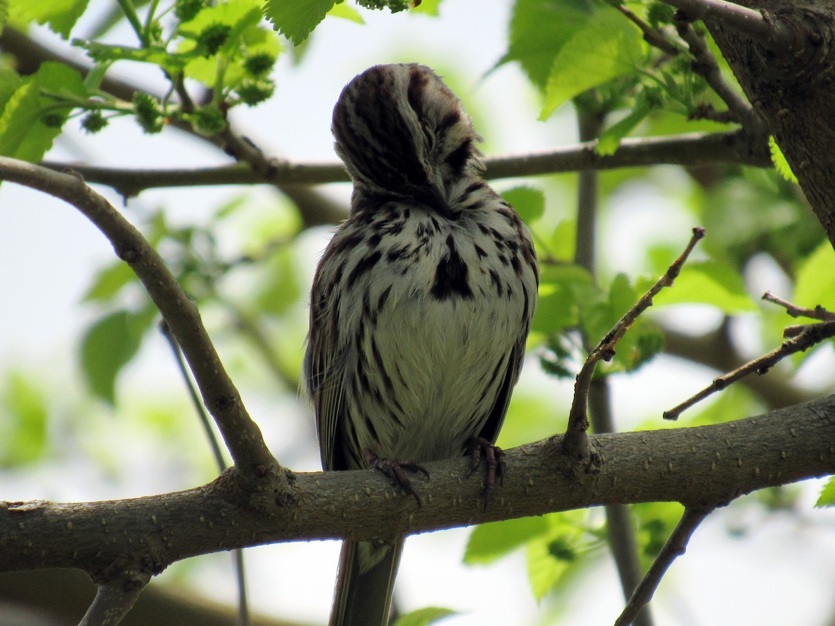 Song Sparrow - ML98390491