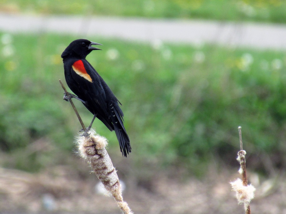 Red-winged Blackbird - Mike Brady