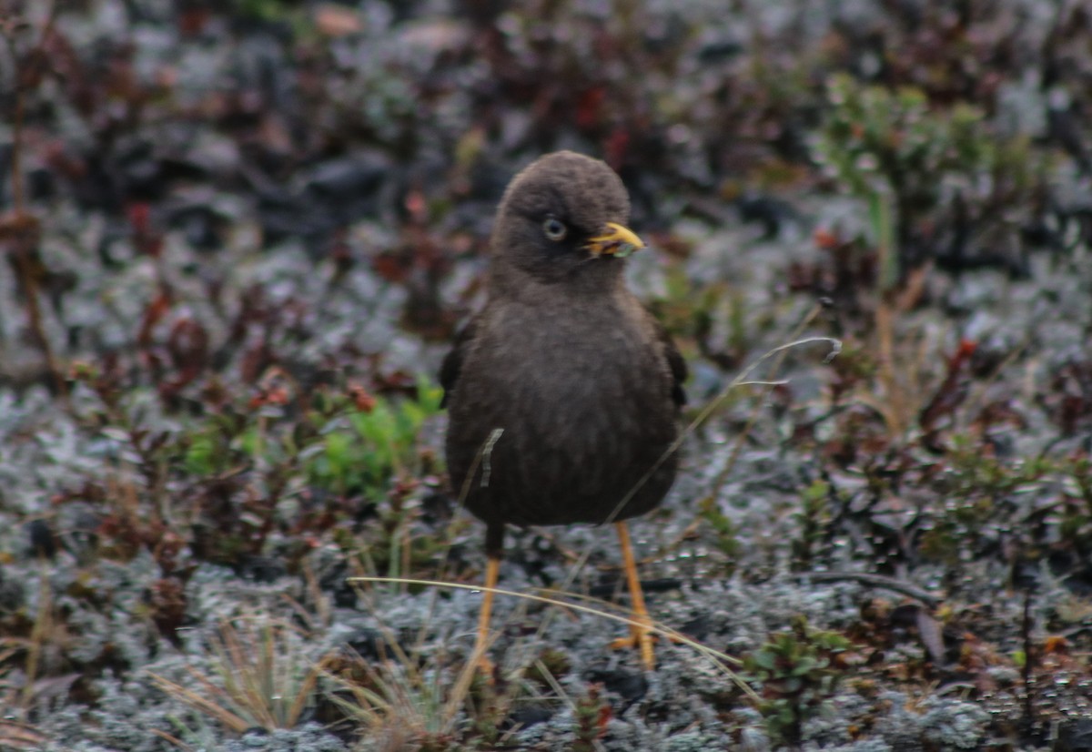 Sooty Thrush - ML98390721