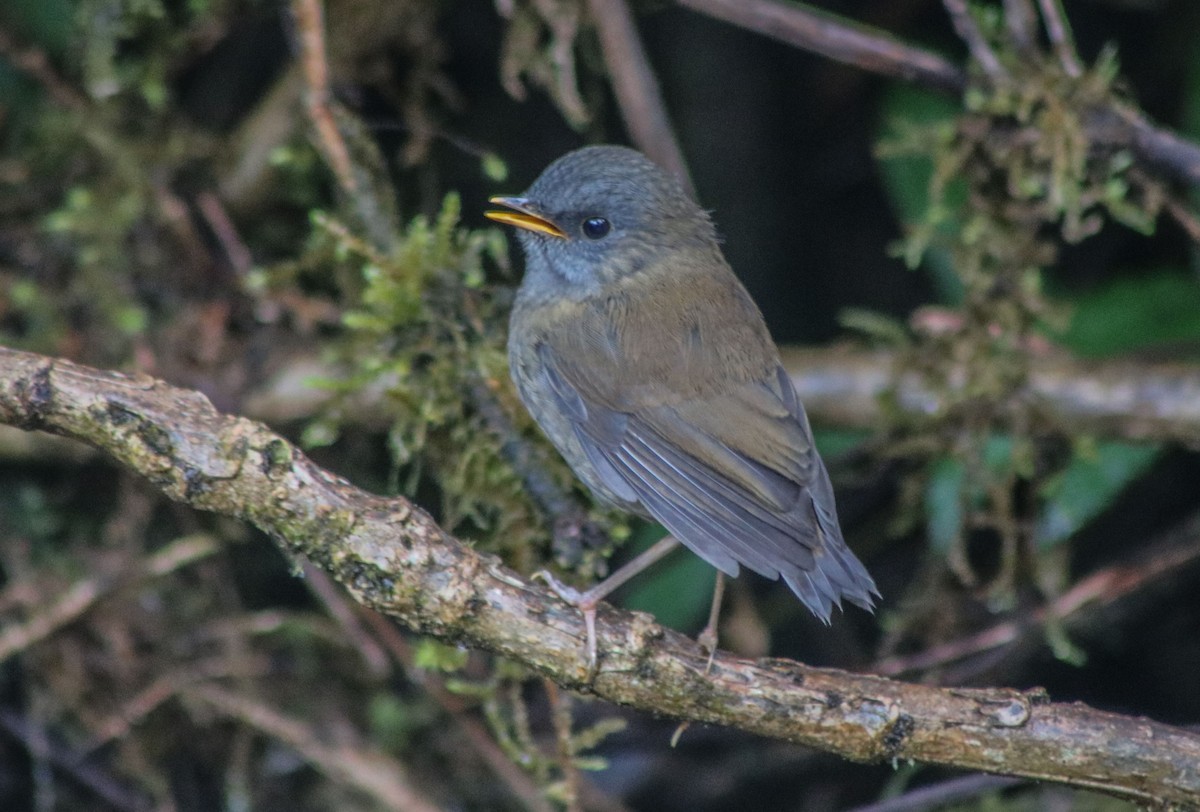 Black-billed Nightingale-Thrush - ML98392171