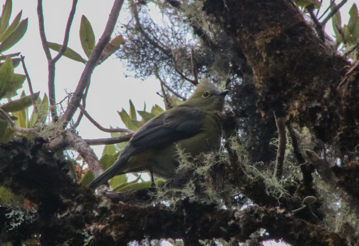 Long-tailed Silky-flycatcher - ML98392691