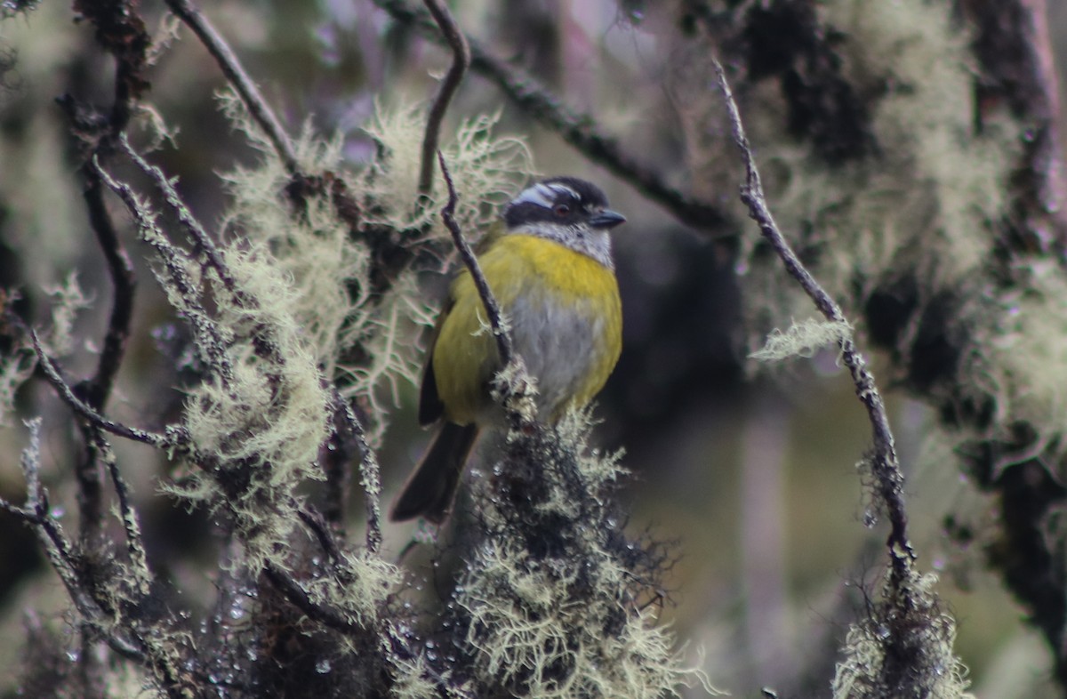 Sooty-capped Chlorospingus - ML98393531