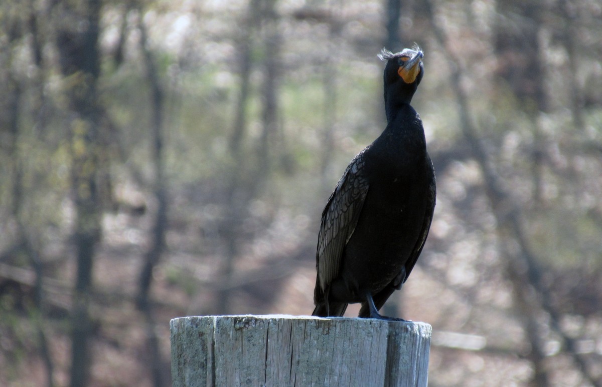 Double-crested Cormorant - ML98395241