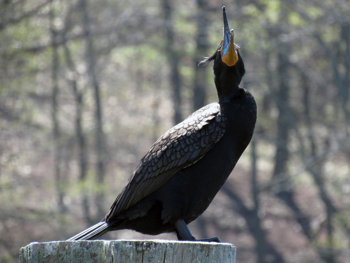 Double-crested Cormorant - Mike Brady
