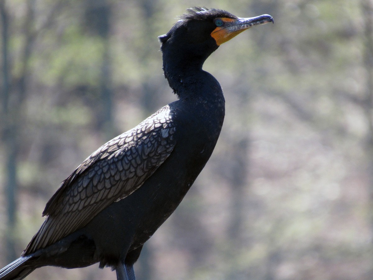 Double-crested Cormorant - Mike Brady