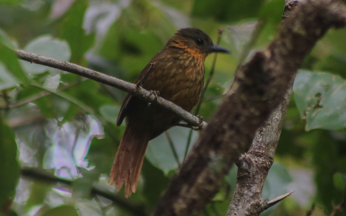 Streak-breasted Treehunter - ML98395511