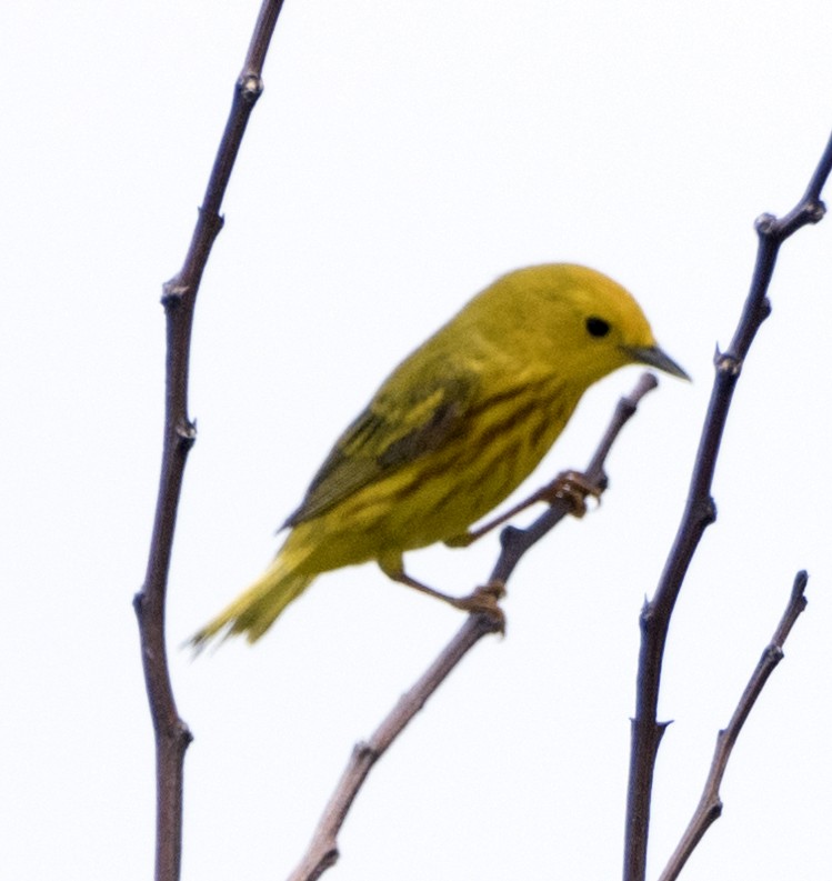 Northern Yellow Warbler - ML98395871
