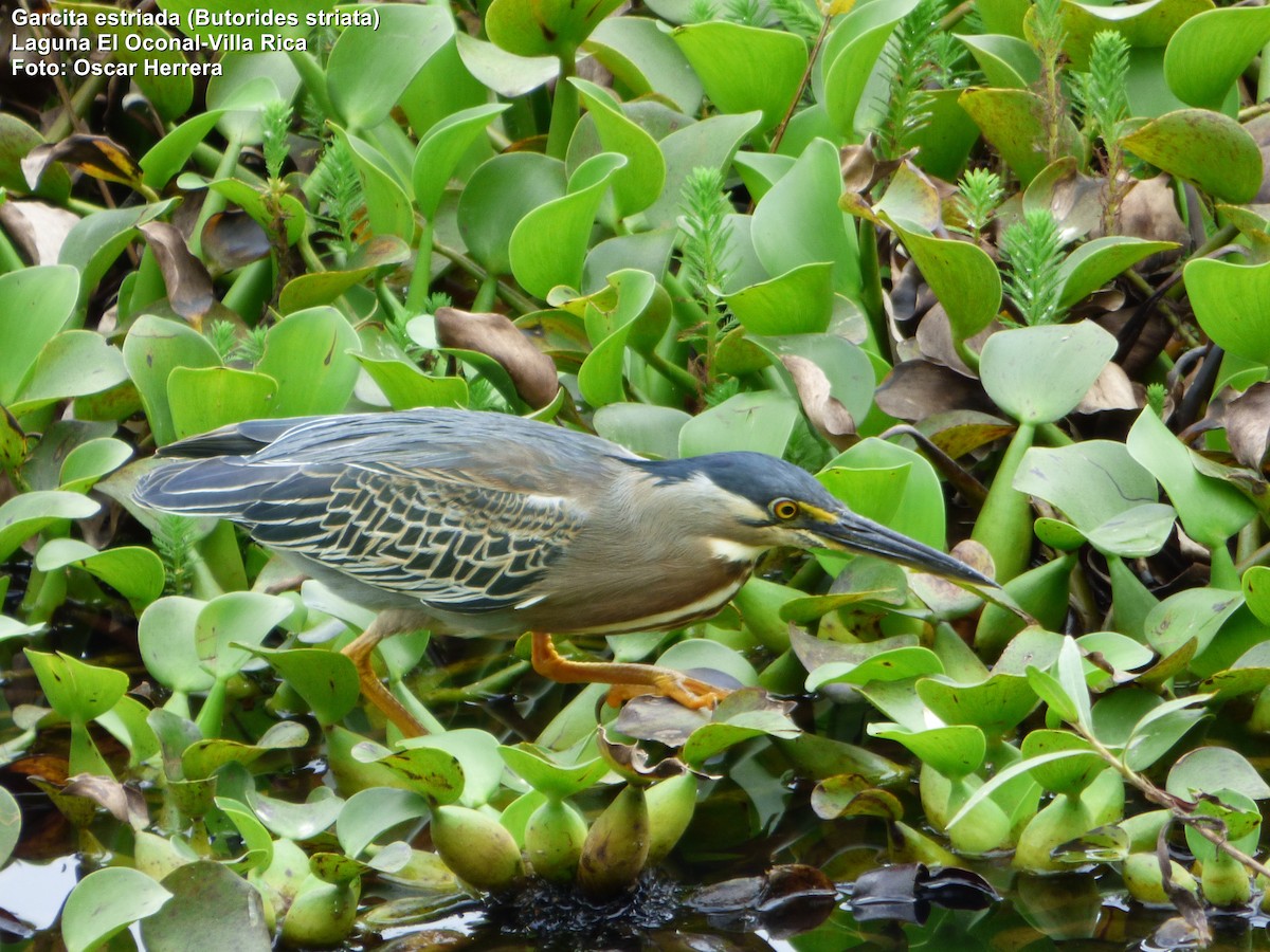 Striated Heron - Oscar Herrera Bustamante