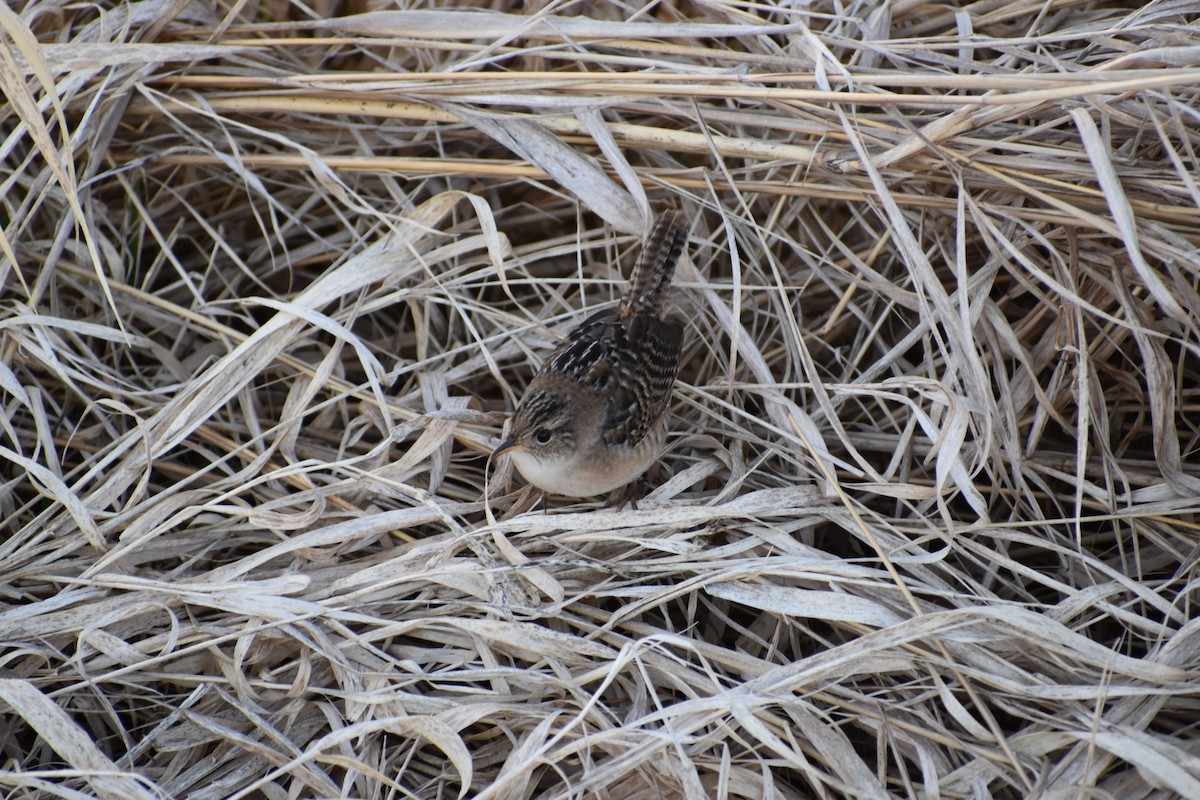 Sedge Wren - ML98396171