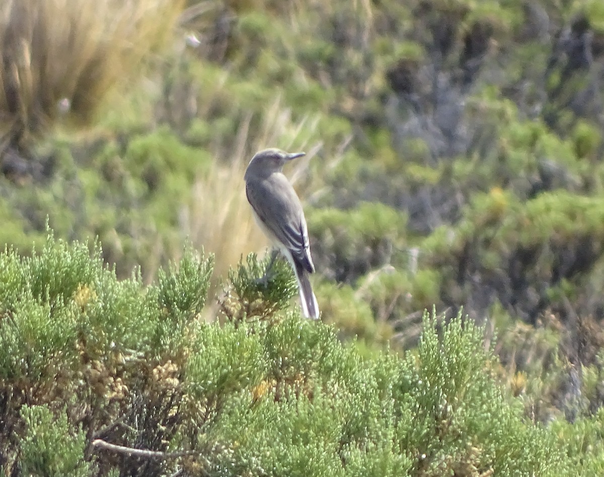 Black-billed Shrike-Tyrant - ML98396931