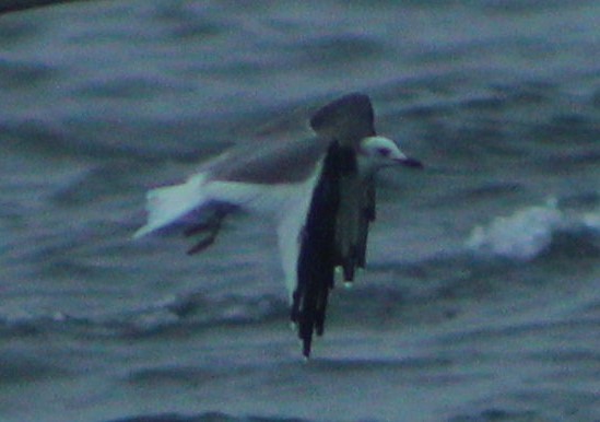 Sabine's Gull - ML98396991