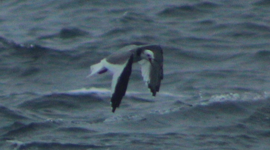 Gaviota de Sabine - ML98397041