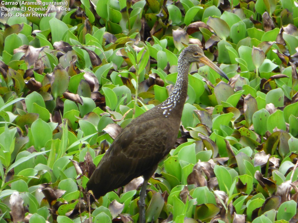 Limpkin - Oscar Herrera Bustamante