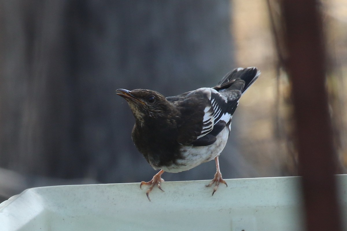 Aztec Thrush - Dan Jones