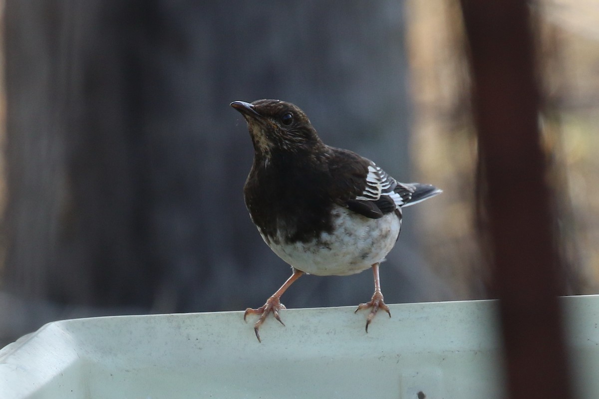 Aztec Thrush - ML98397481