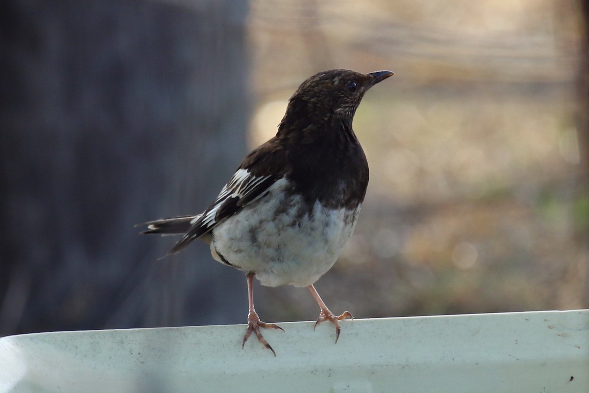 Aztec Thrush - ML98397581