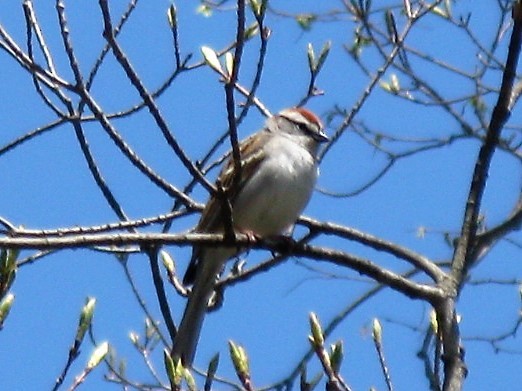 Chipping Sparrow - Mark Fitzsimmons