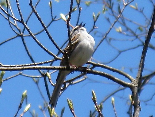 Chipping Sparrow - ML98398051