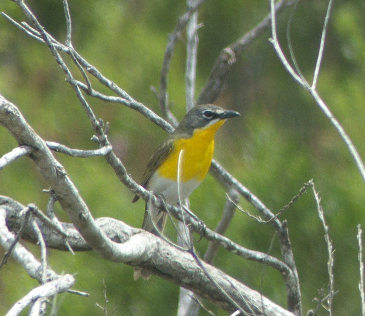 Yellow-breasted Chat - ML98399551