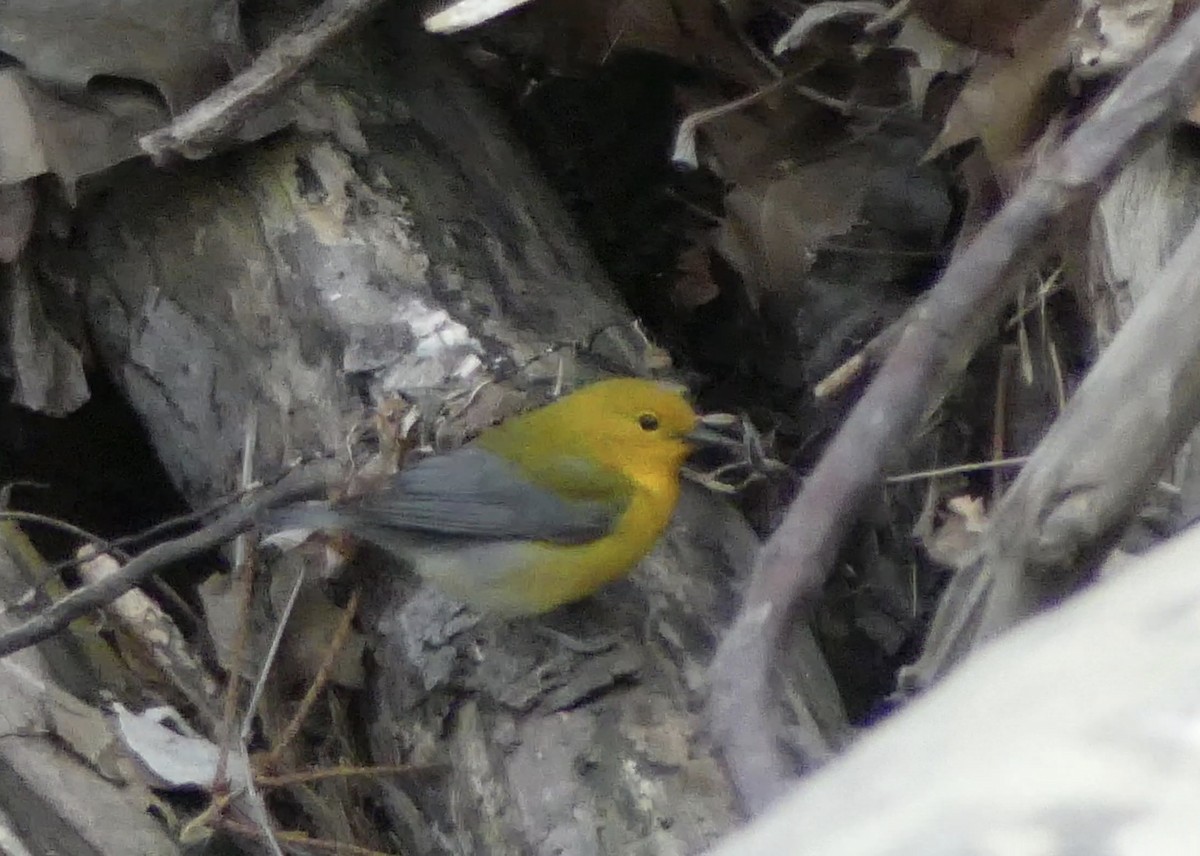 Prothonotary Warbler - Andrew  Hutchison