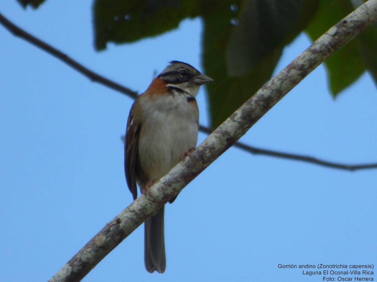 Rufous-collared Sparrow - Oscar Herrera Bustamante